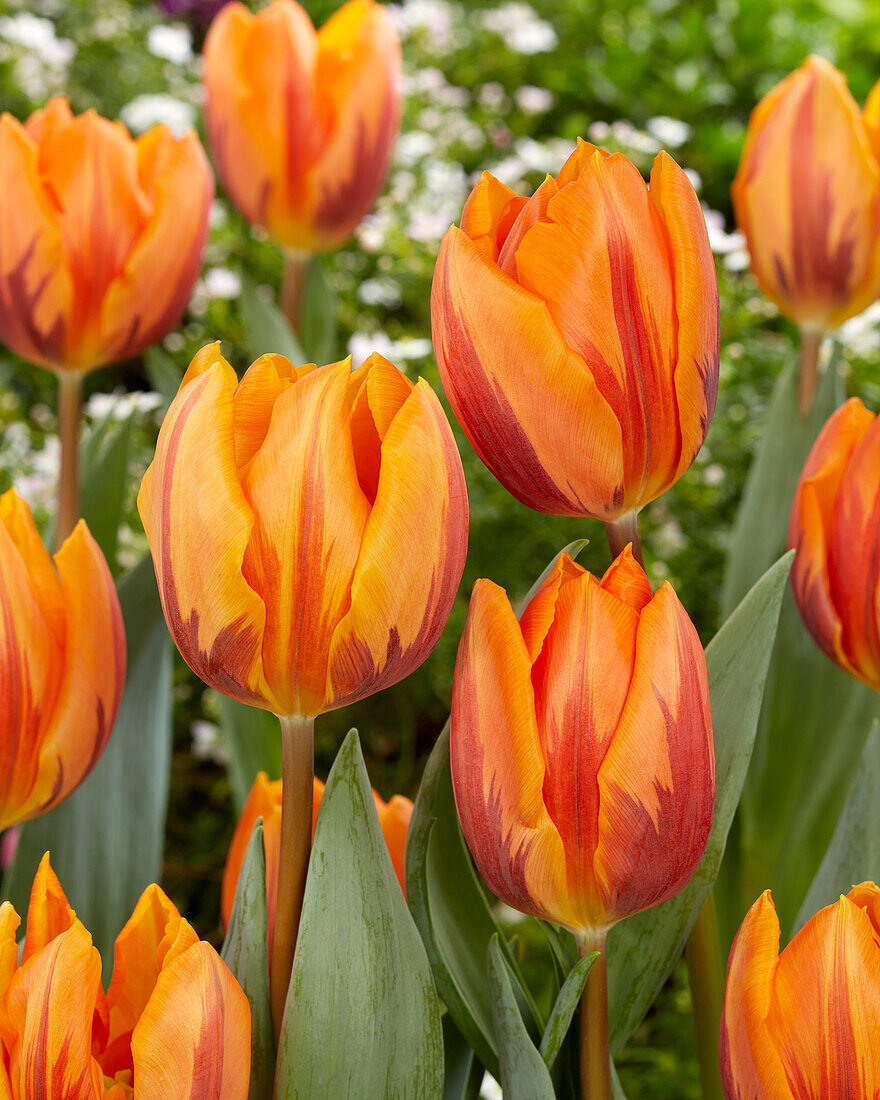 Tulipa Prinses Irene