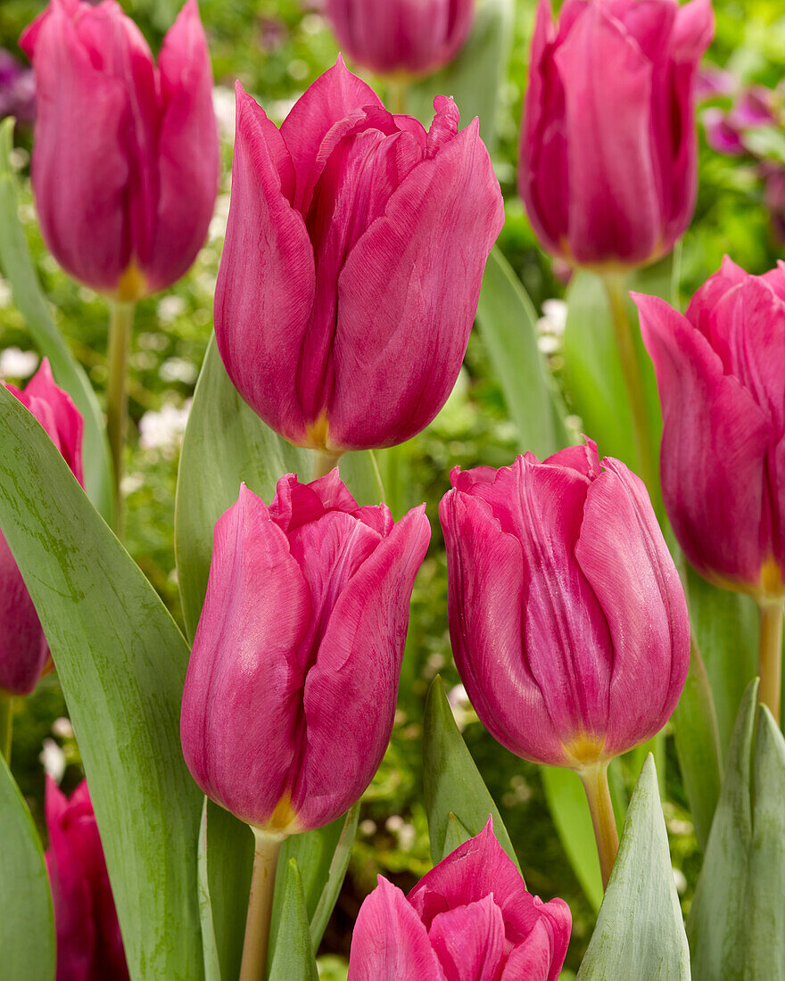 Tulpe (Tulipa) 'Rogina'