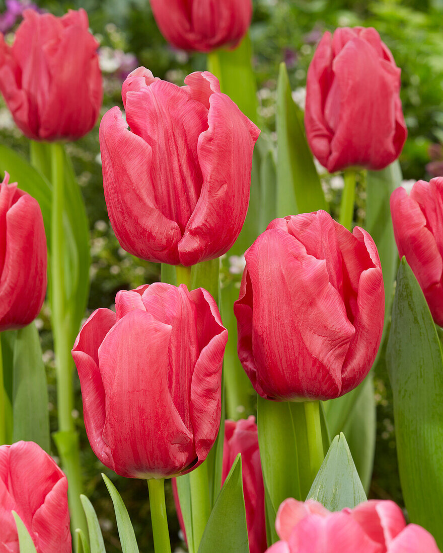 Tulpe (Tulipa) 'Moneypenny'