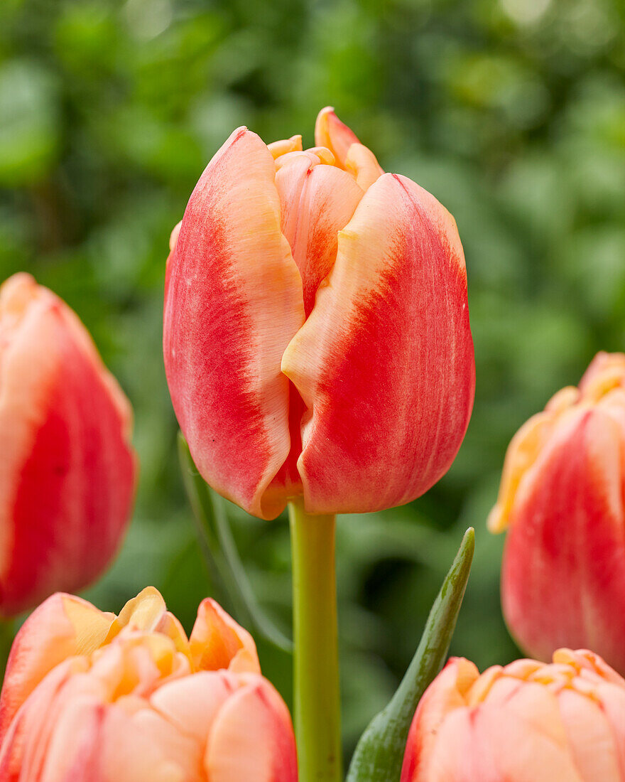 Tulipa 499-513-01-1916