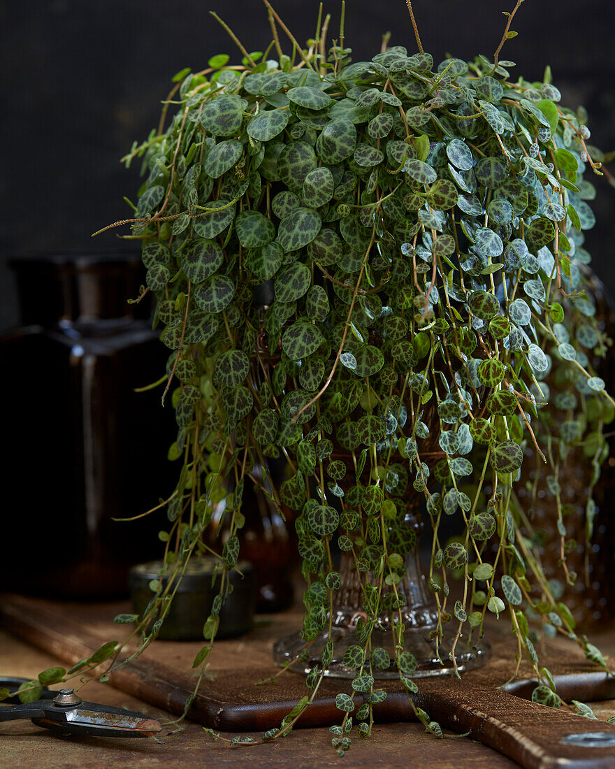 Peperomia prostrata