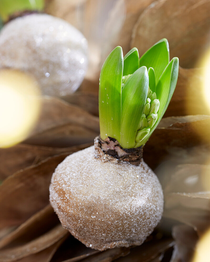 Christmas arrangement