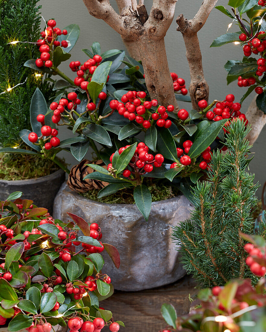 Skimmia japonica Red Diamonds