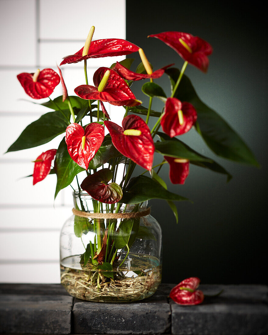 Anthurium