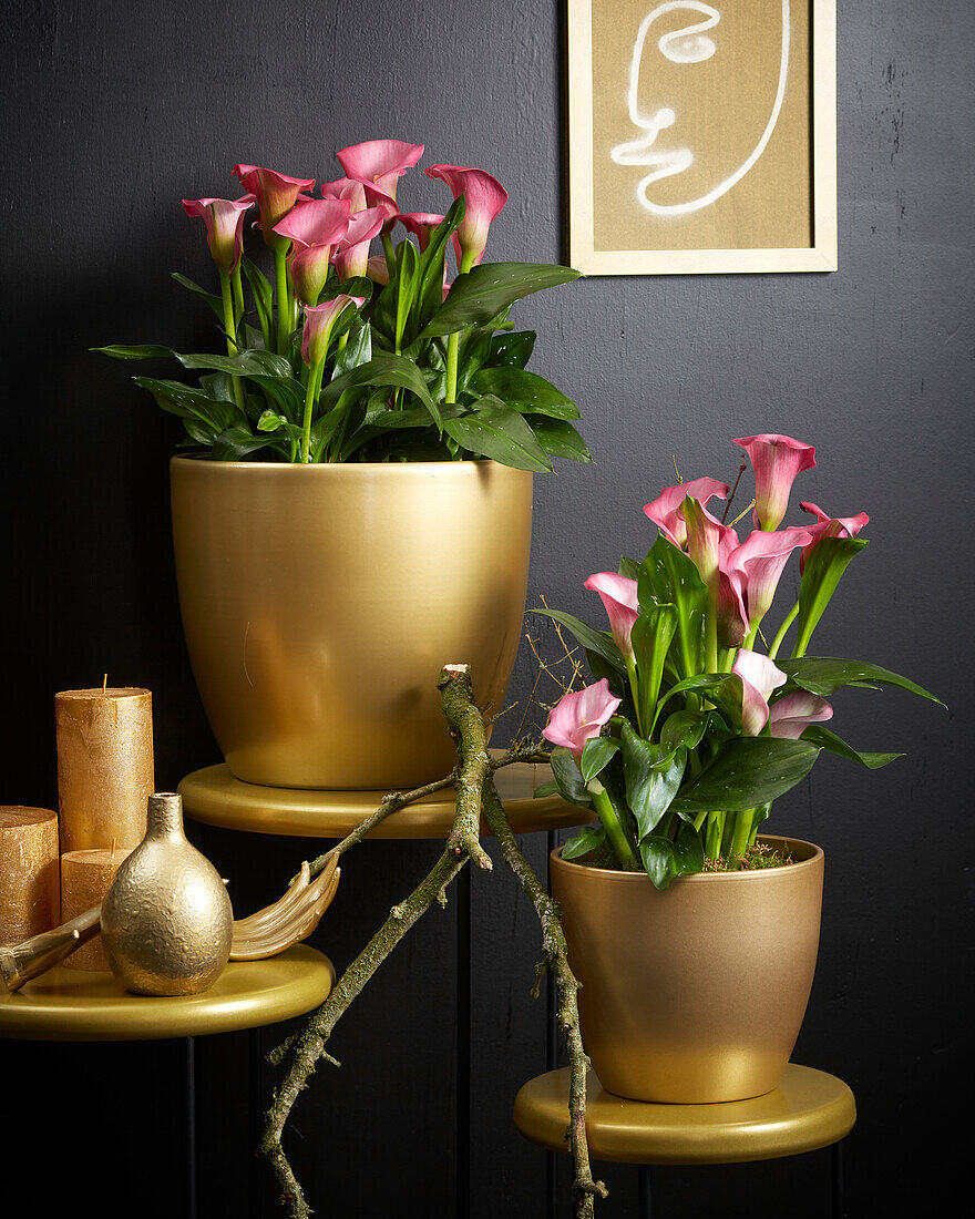 Zantedeschia arrangement