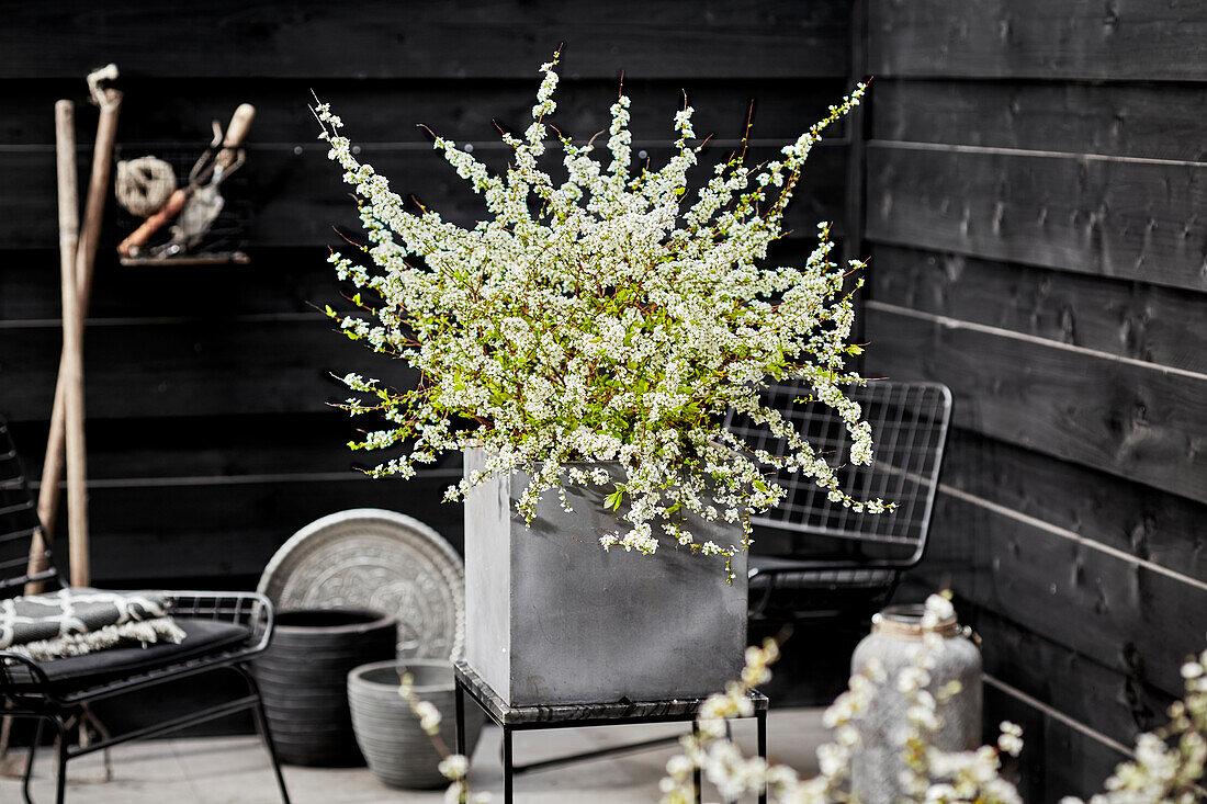 Spiraea prunifolia Goldfire