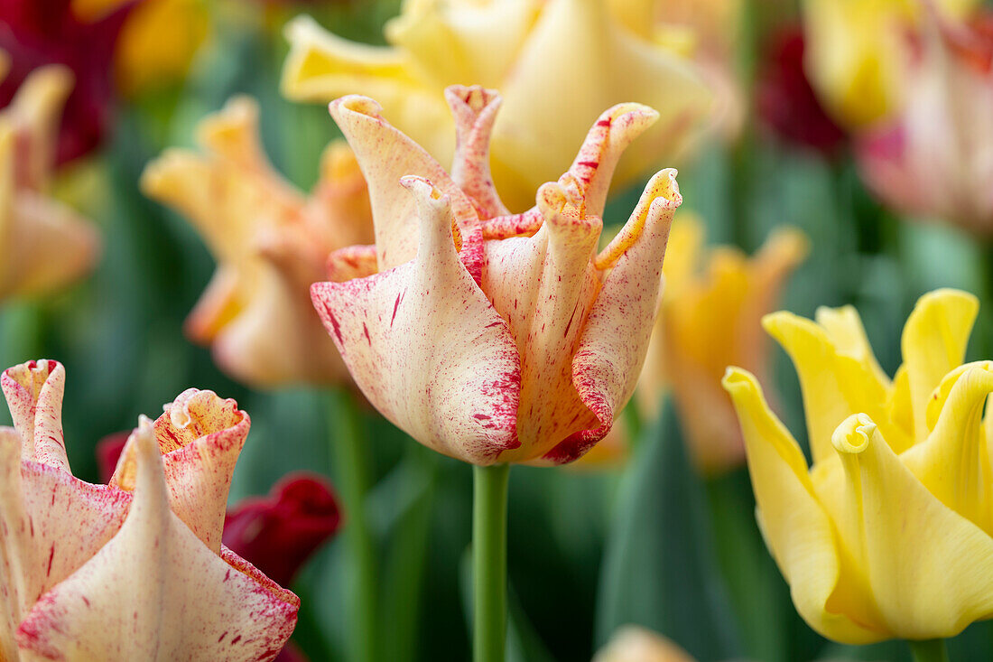 Tulipa Flaming Crown