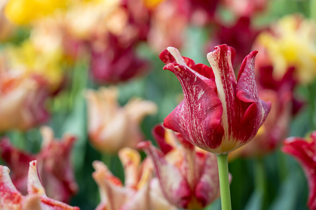 Tulpe (Tulipa) 'Flaming Crown'