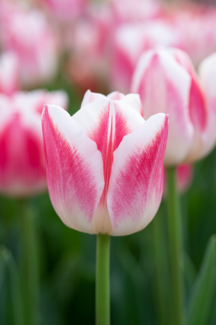 Tulipa Marrero