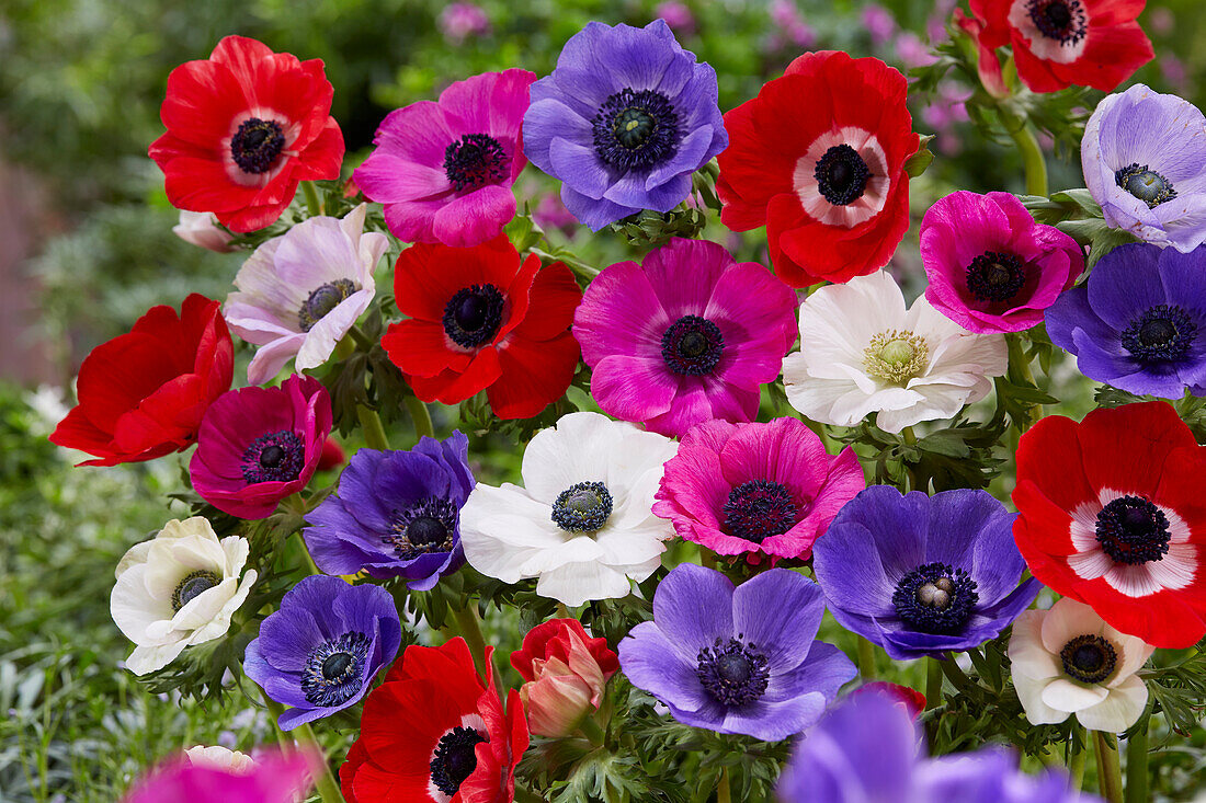 Anemone coronaria De Caen