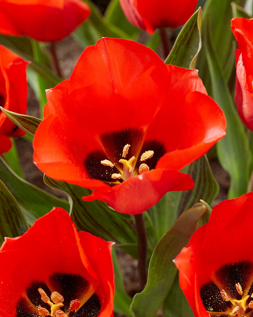 Tulpe (Tulipa) 'Bernadette'