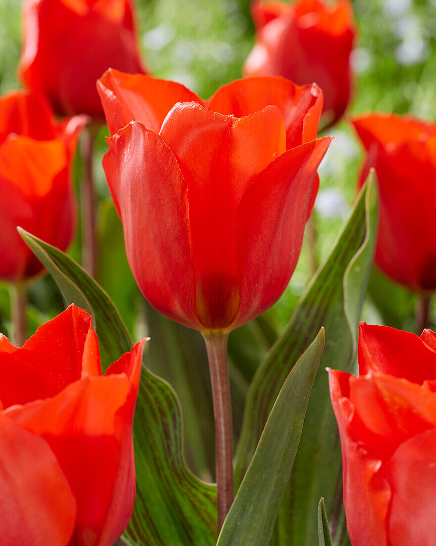 Tulpe (Tulipa) 'Bernadette'