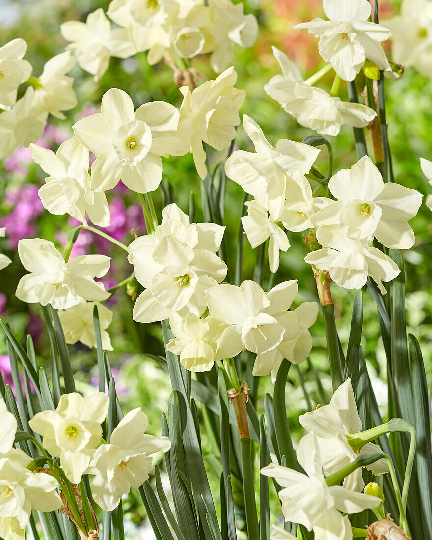 Narzisse (Narcissus) 'Silver Bouquet'