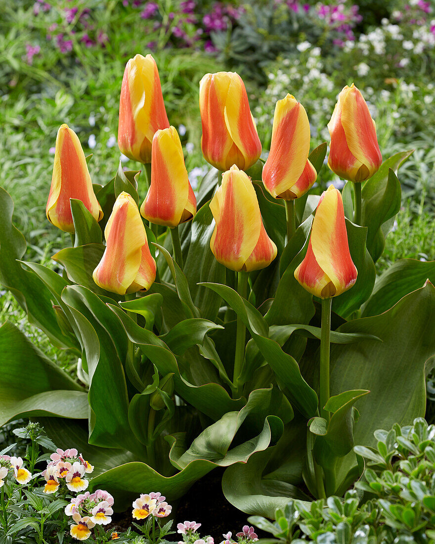 Tulipa Jumbo