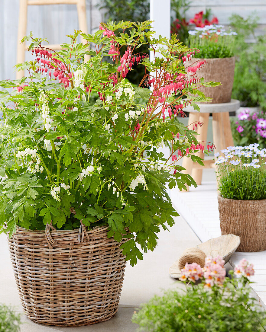 Dicentra spectabilis combination