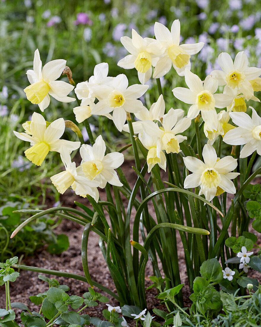 Narcissus Sailboat