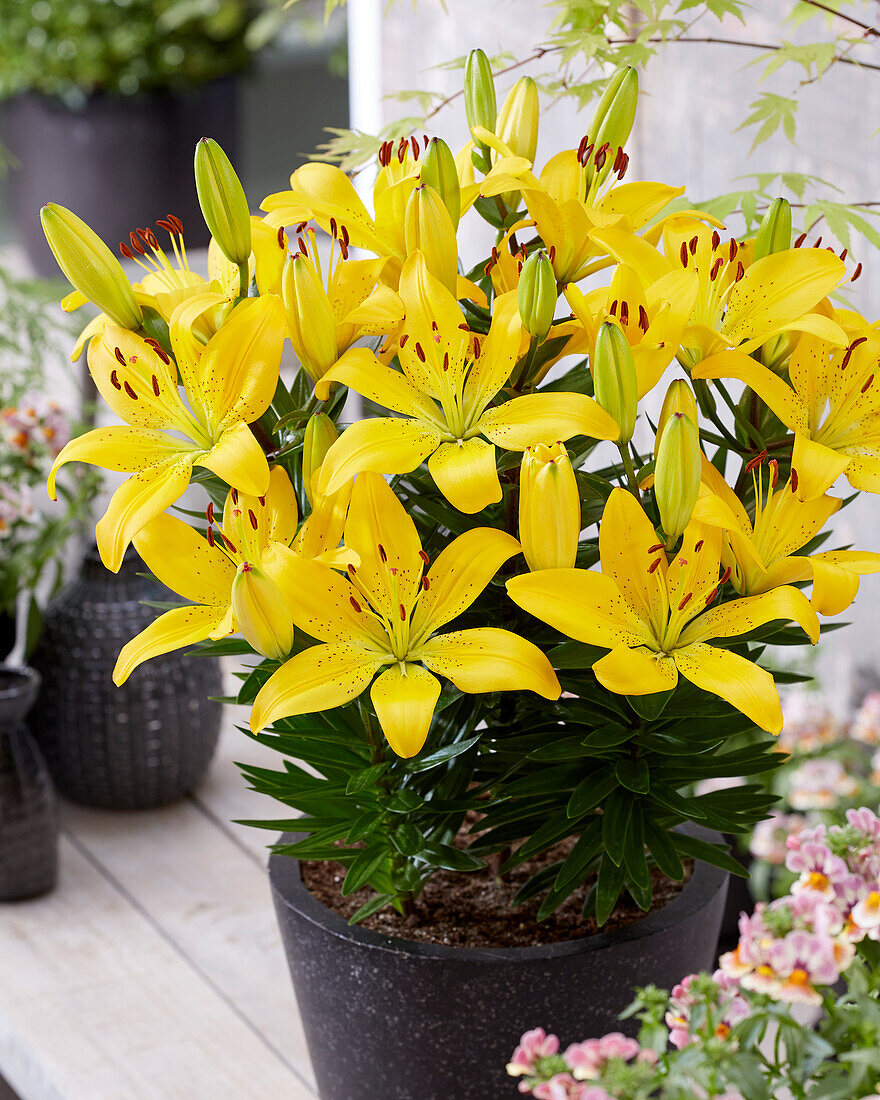 Lilium Golden Matrix