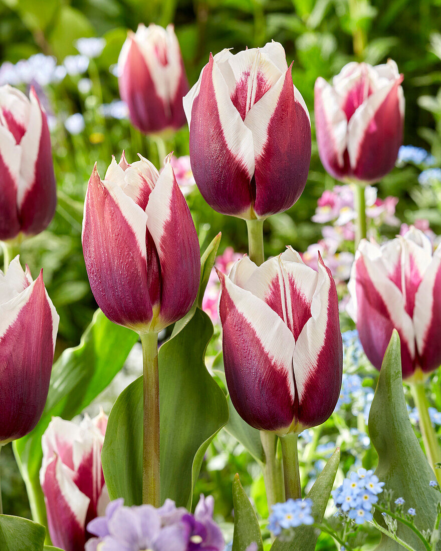 Tulpe (Tulipa) 'Rimini'