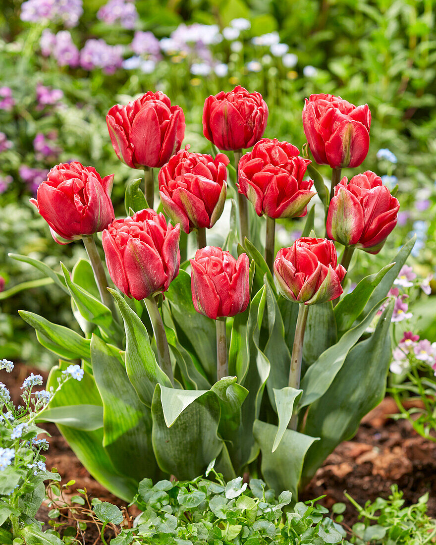 Tulipa Red Foxtrot