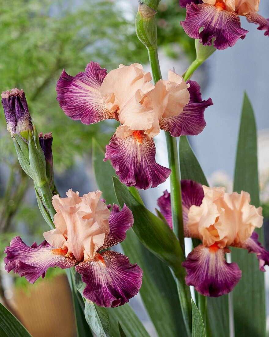 Iris Rose de Perse