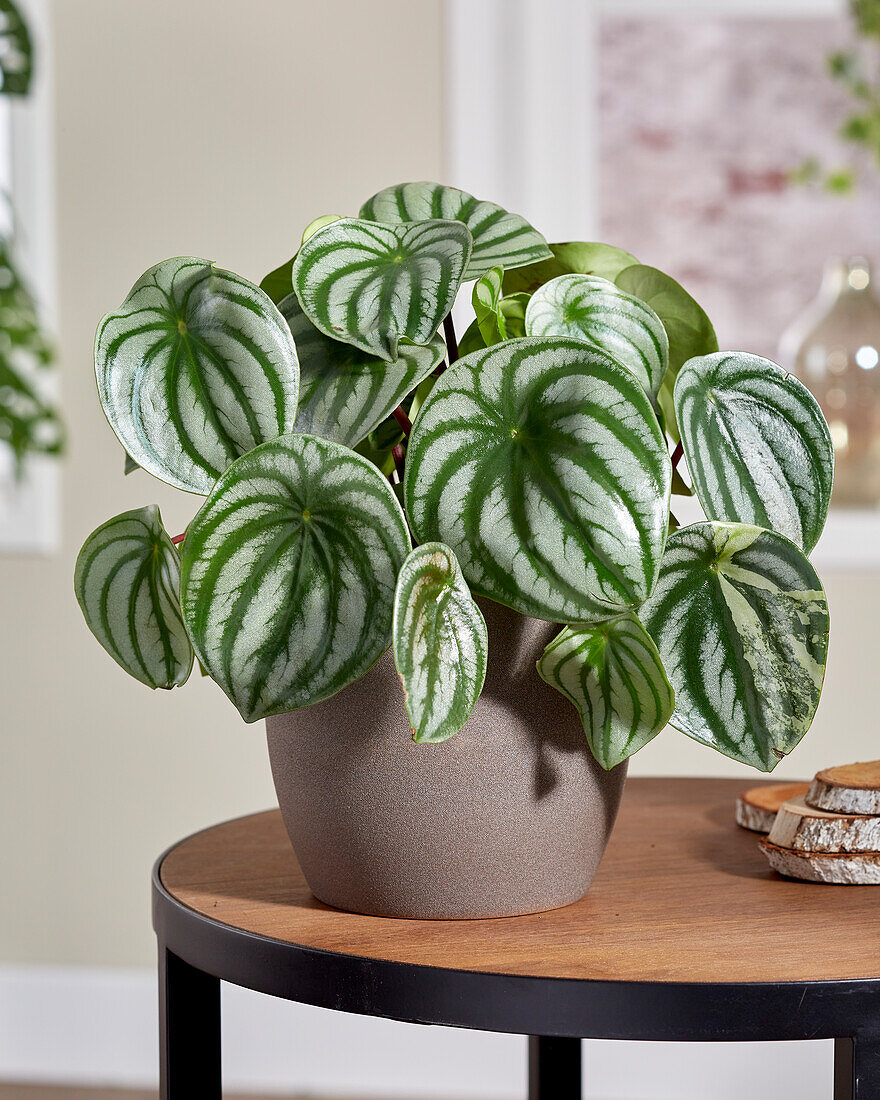 Peperomia argyreia