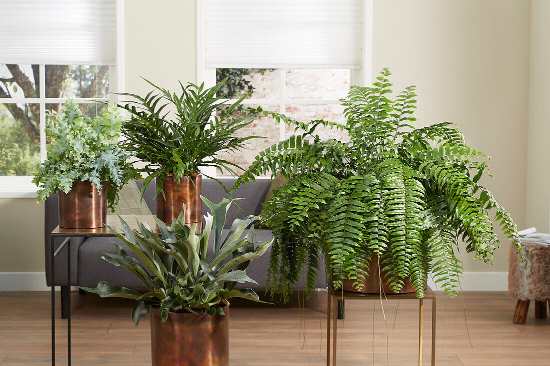 Fern collection