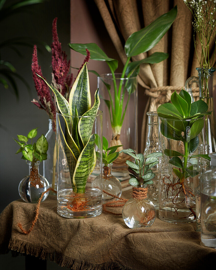Plants in glass vases