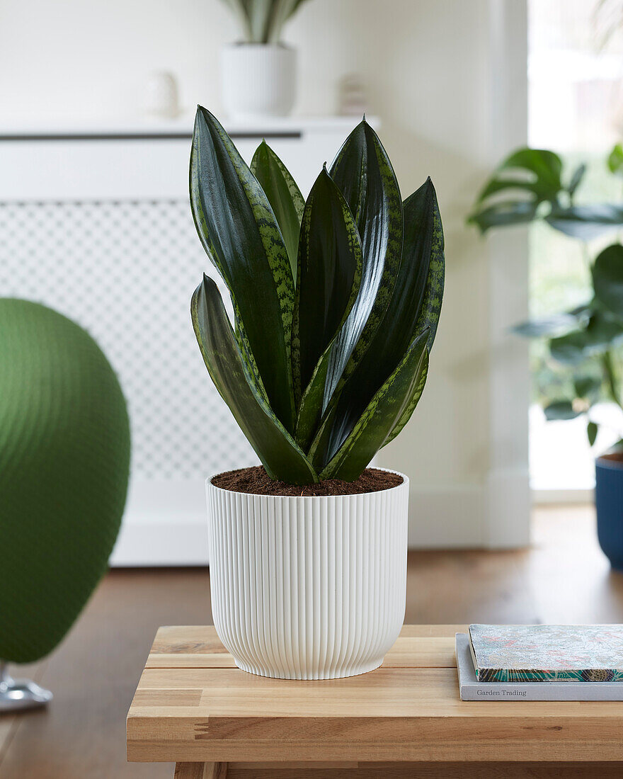 Sansevieria trifasciata Silver Flame