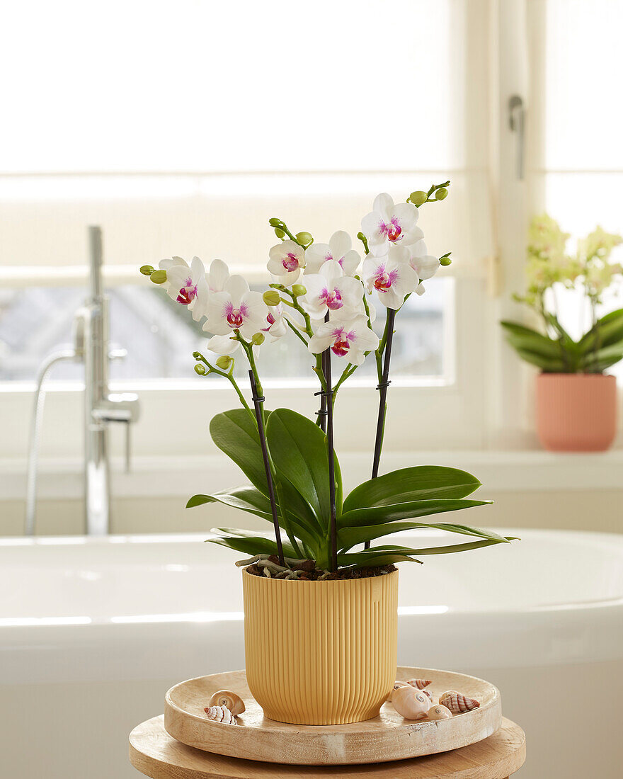 Phalaenopsis Boquetto Passione