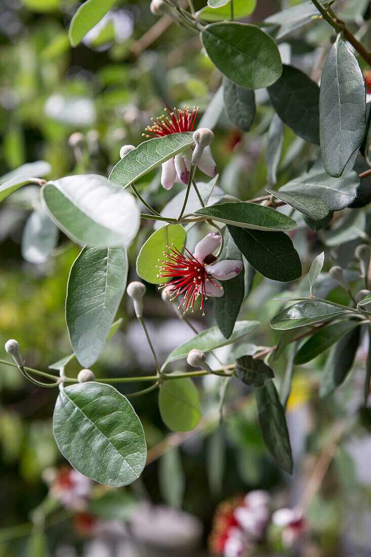 Acca sellowiana - Brazilian guava