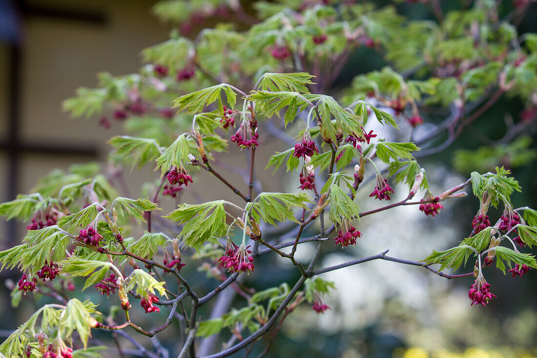 Acer japonicum - Japanese Maple