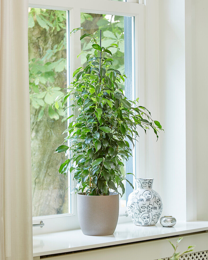 Ficus benjamina