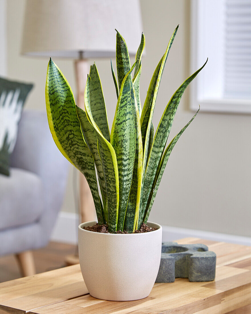 Bogenhanf (Sansevieria trifasciata) 'Laurentii'