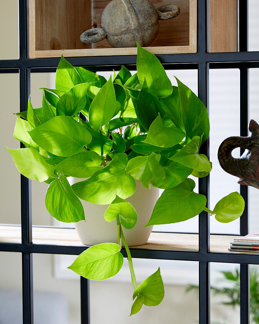 Efeutute (Epipremnum aureum) 'Golden Pothos'