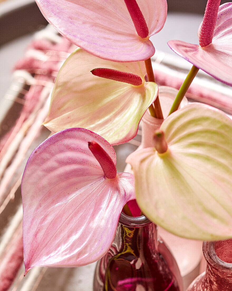 Anthurium flowers in vase