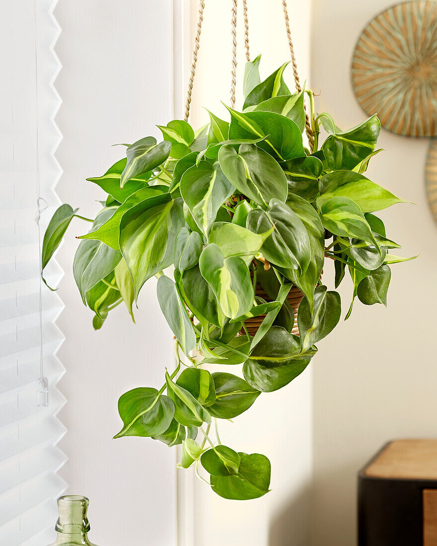 Kletternder Philodendron (Philodendron scandens)