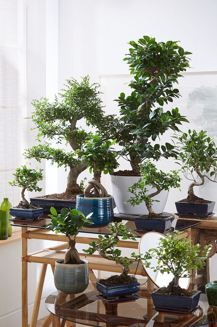 Bonsai collection