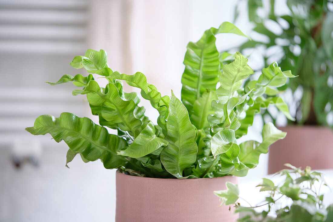 Asplenium Crispy Wave