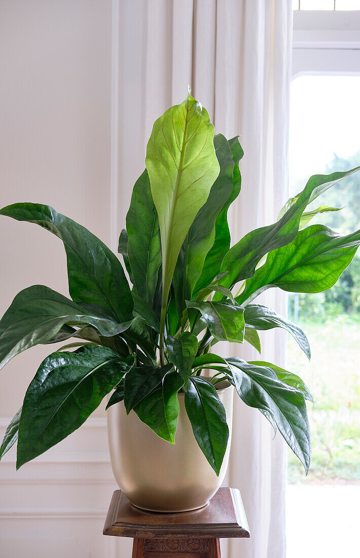 Anthurium elipticum Jungle Bush