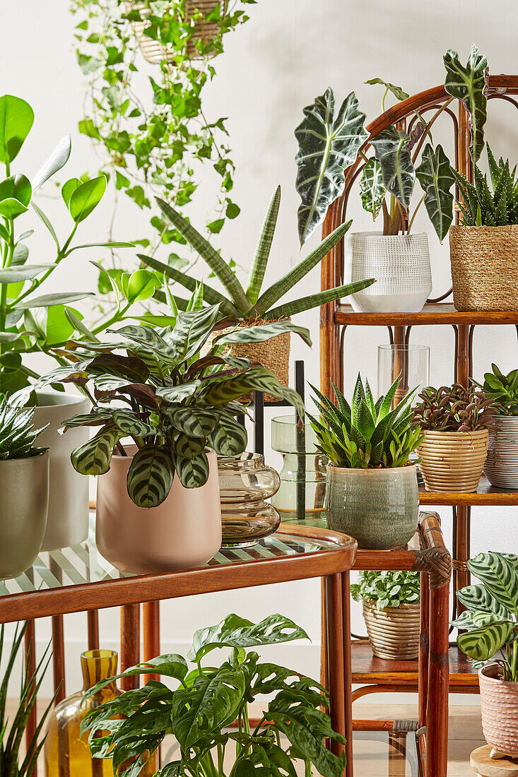 Indoor plant collection