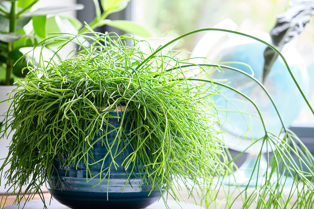 Rhipsalis