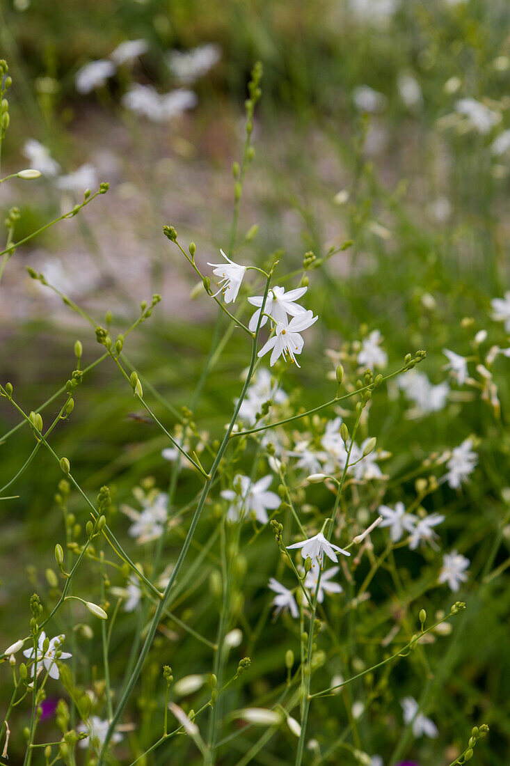 Anthericum ramosum - Branch Grass Lily