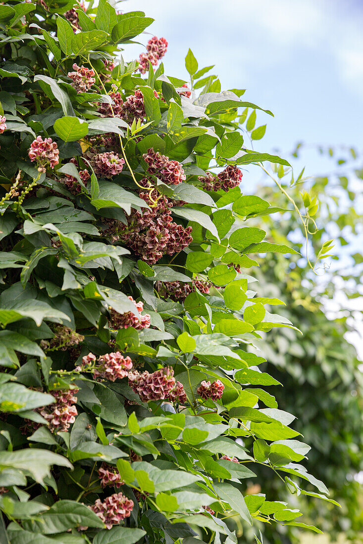 Apios americana - American Earth Pear