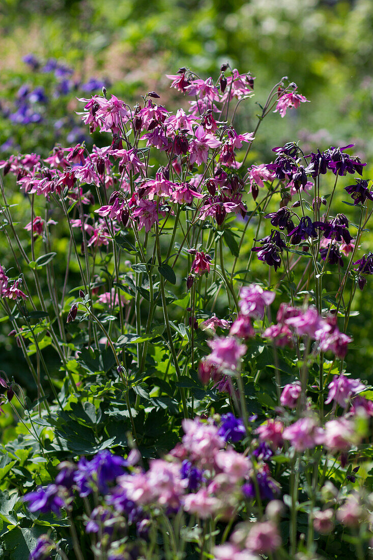 Aquilegia - Columbine