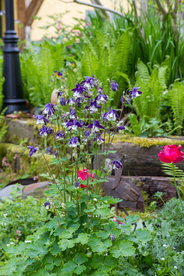 Aquilegia vulgaris William Guiness - Common Columbine