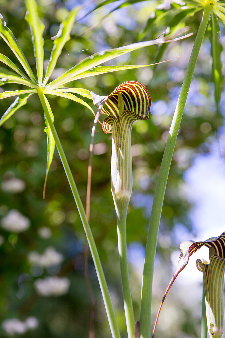 Arisaema ciliatum - Firebug