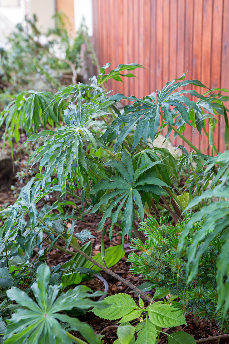 Arisaema ciliatum - Firebug