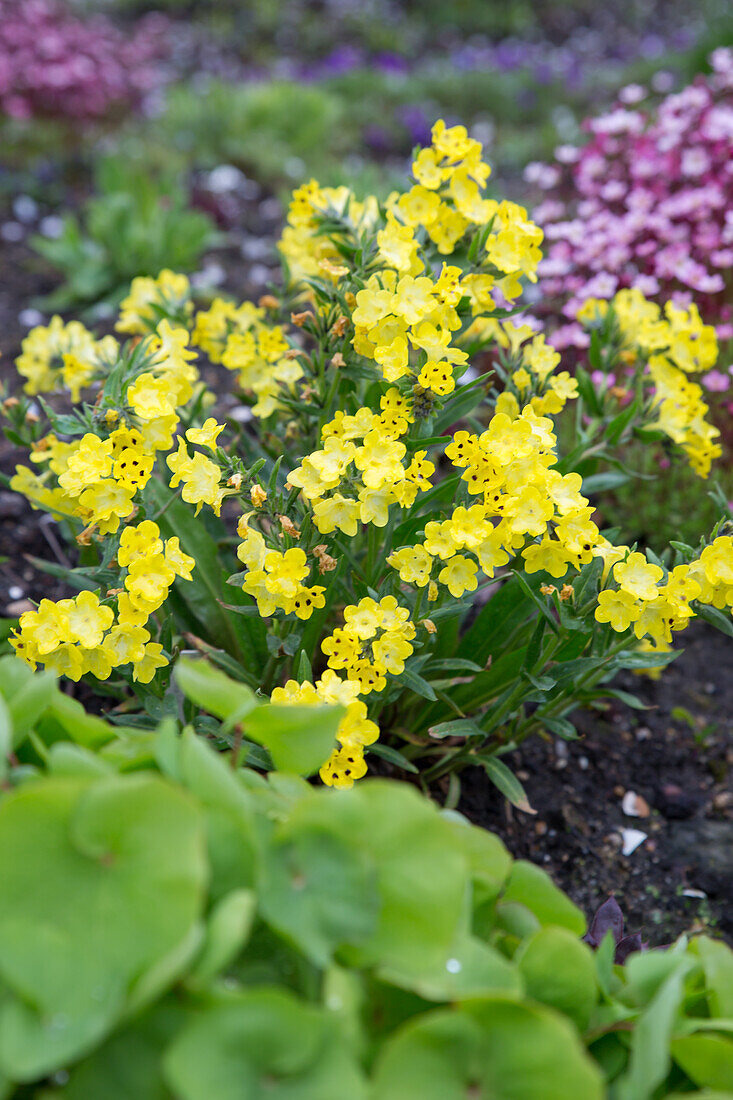 Arnebia pulchra - Prophet's Flower