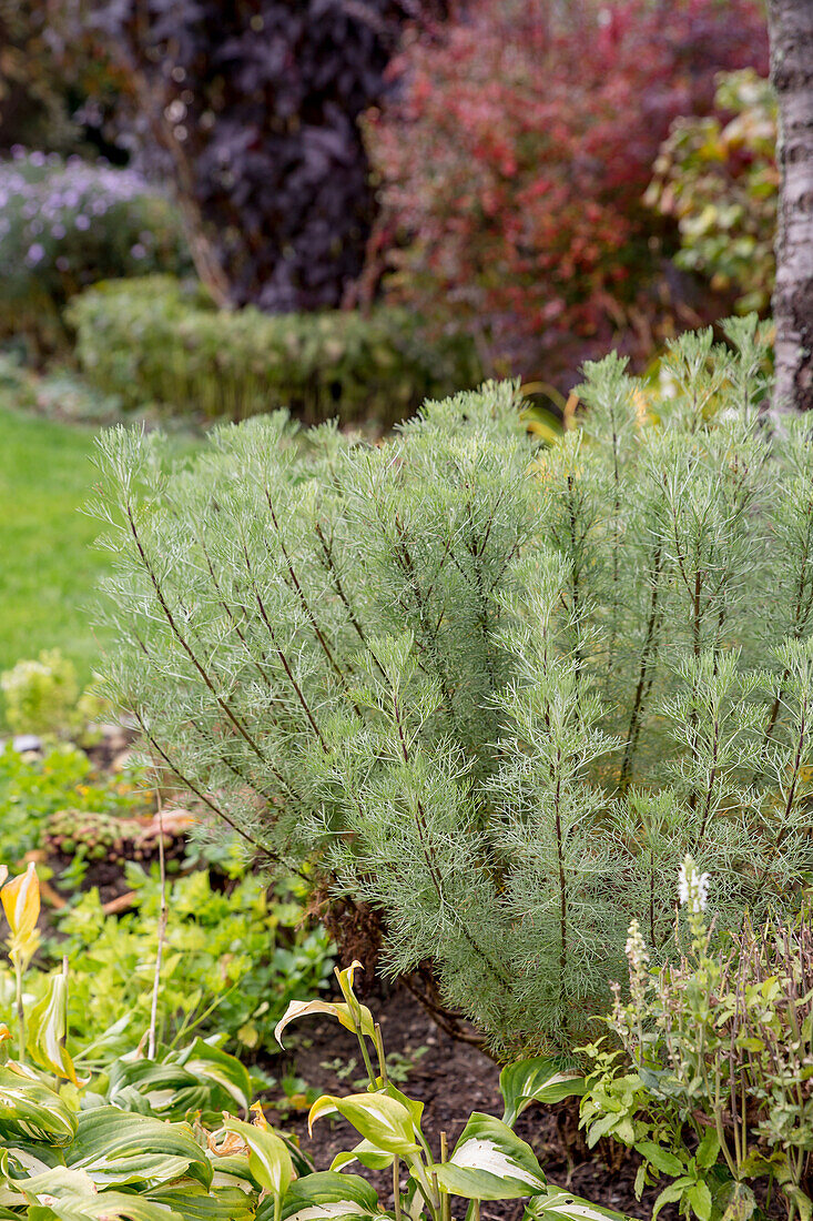 Artemisia alba - camphor southernwood
