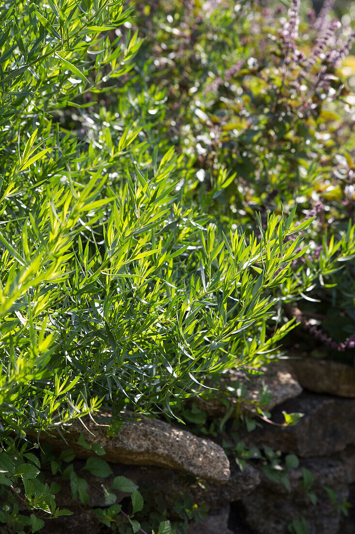 Französischer Estragon (Artemisia dracunculus) 'Sativa'